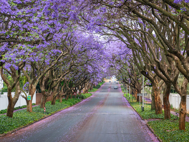 Görkemli Güney Afrika ve Safari 7 Gece - THY ile 19 Mart (Ramazan Bayramı Özel) (CPT - JNB) AT1122
